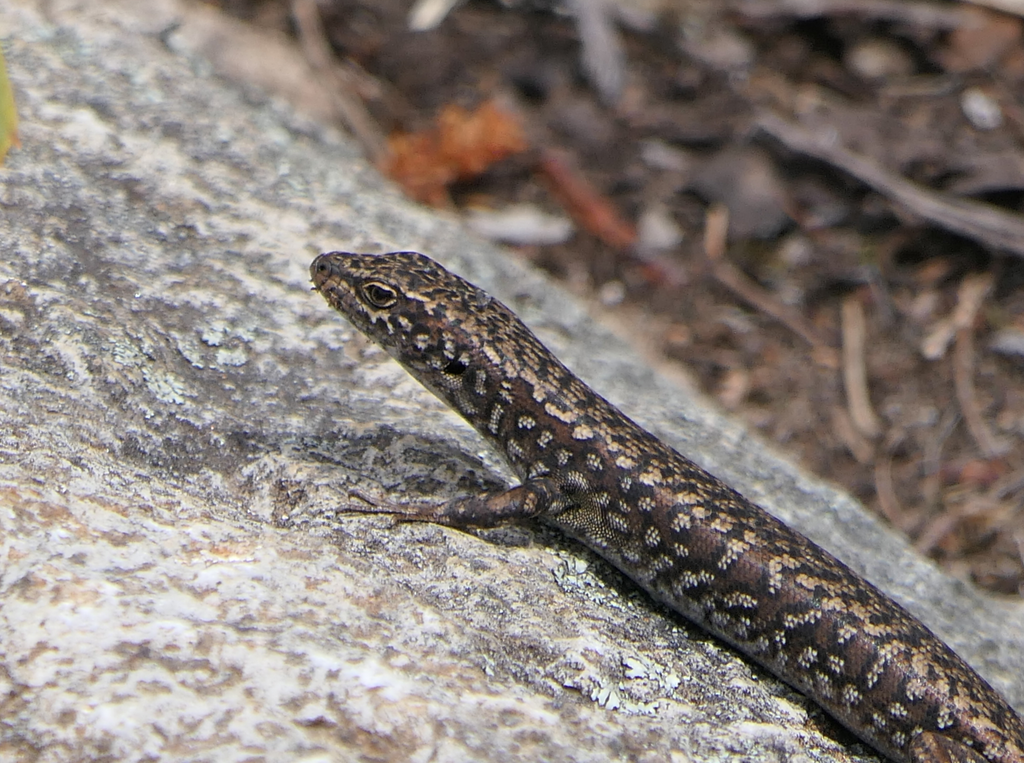 Ocellated Cool-Skink