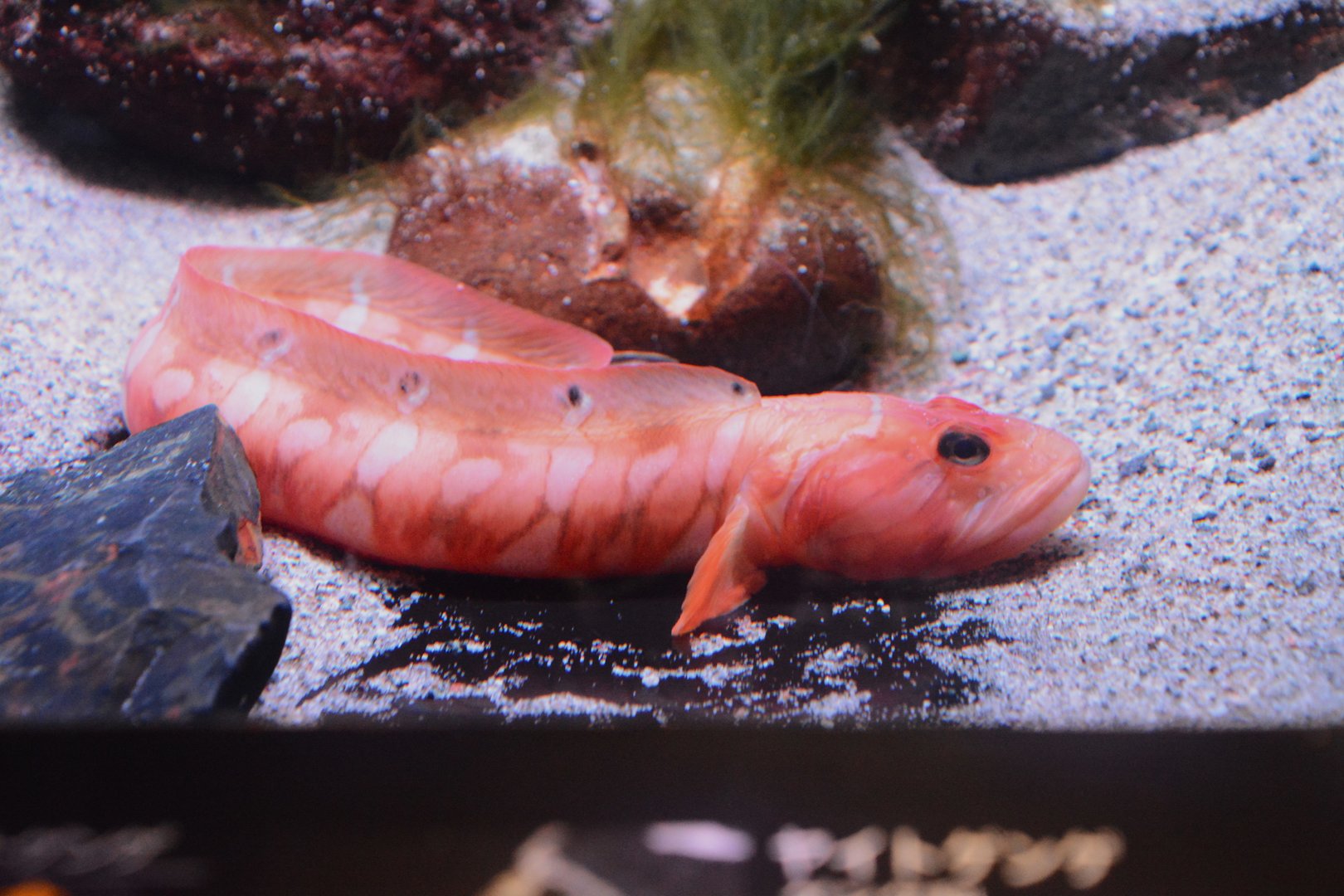 Ocellated deepwater eelpout (Gymnelopsis ocellata)