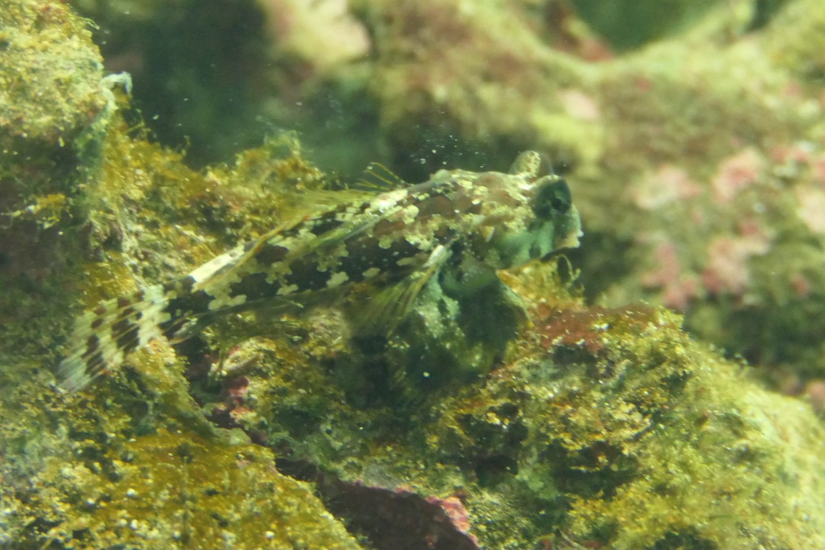 Ocellated Dragonet (Neosynchiropus ocellatus)