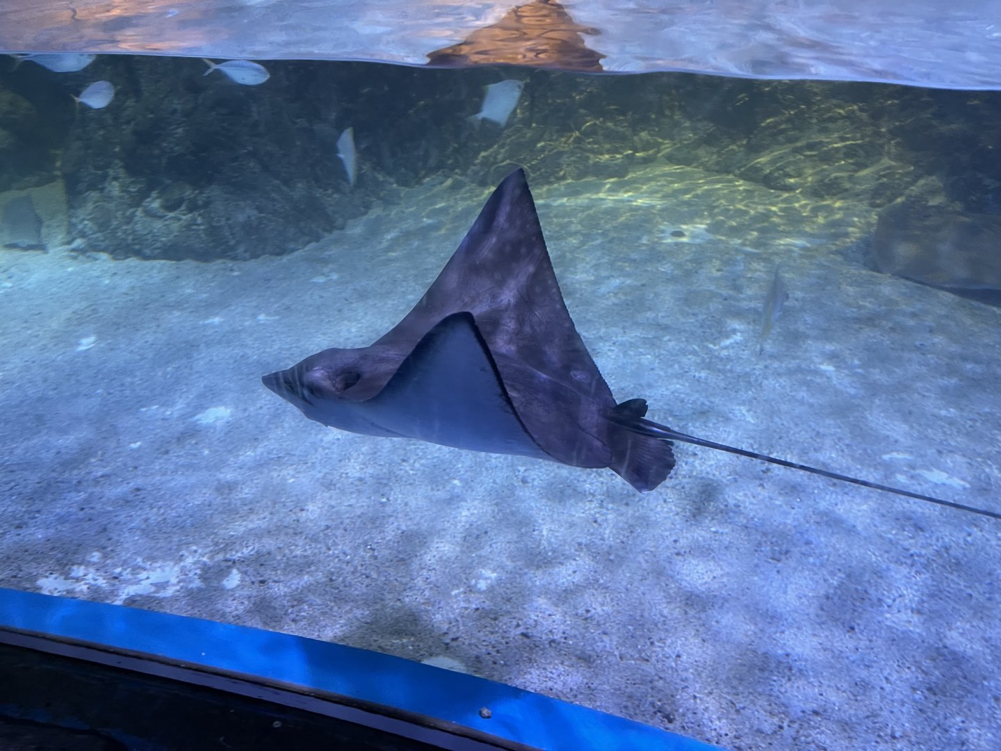 ocellated eagle ray (aetobatus ocellatus) (1)