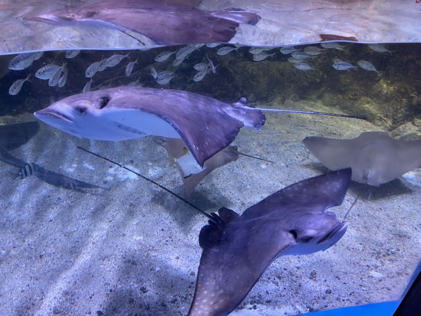ocellated eagle ray (aetobatus ocellatus) (2)