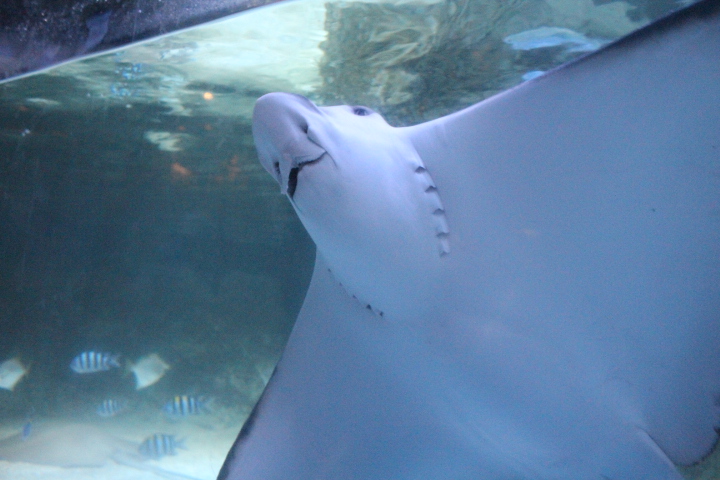 Ocellated eagle ray (Aetobatus ocellatus)
