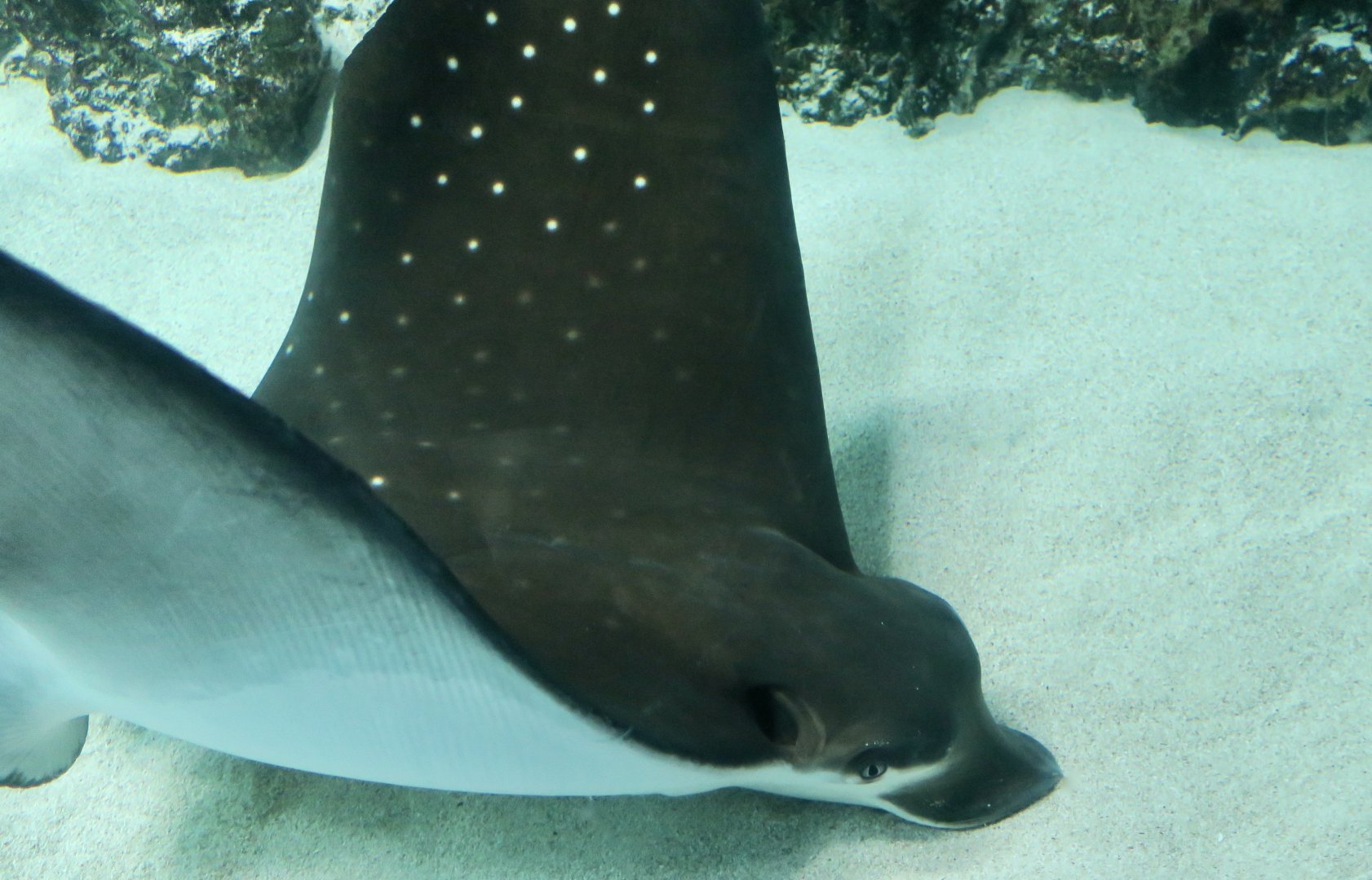 Ocellated Eagle Ray (Aetobatus ocellatus)