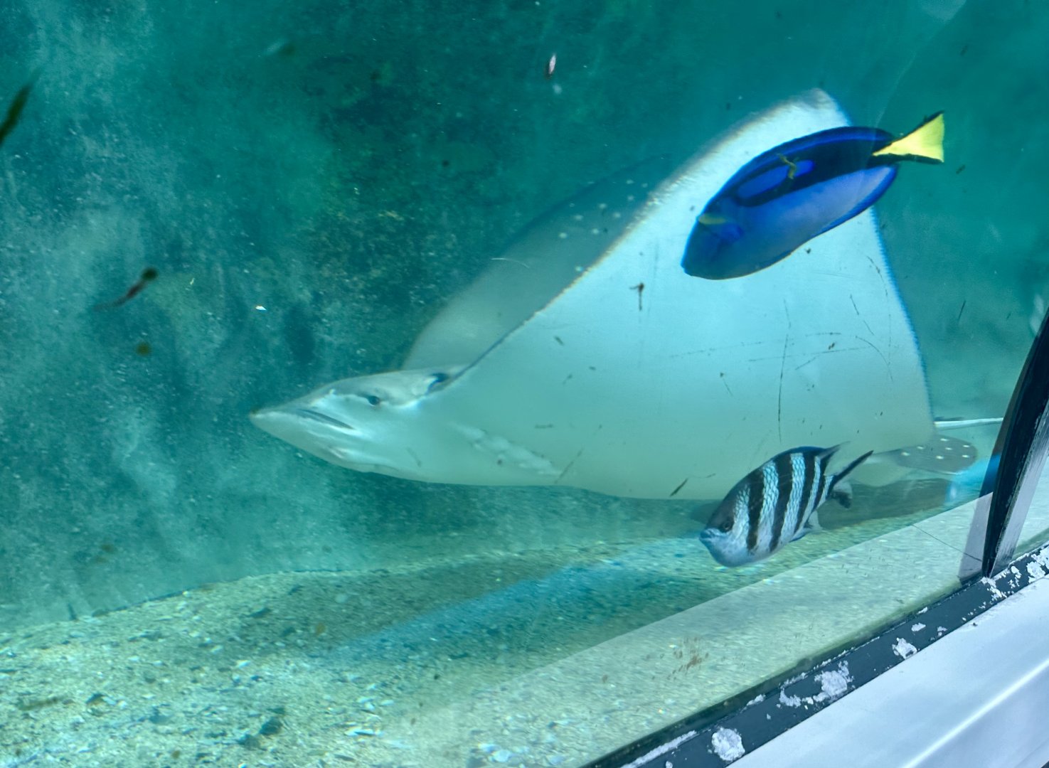 Ocellated eagle ray (Aetobatus ocellatus)