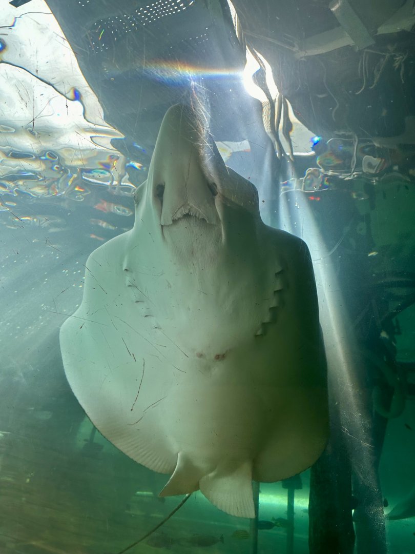 Ocellated eagle ray (Aetobatus ocellatus)