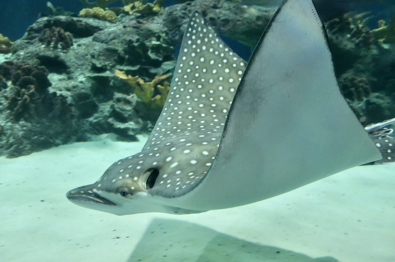 Ocellated Eagle Ray (Aetobatus ocellatus)