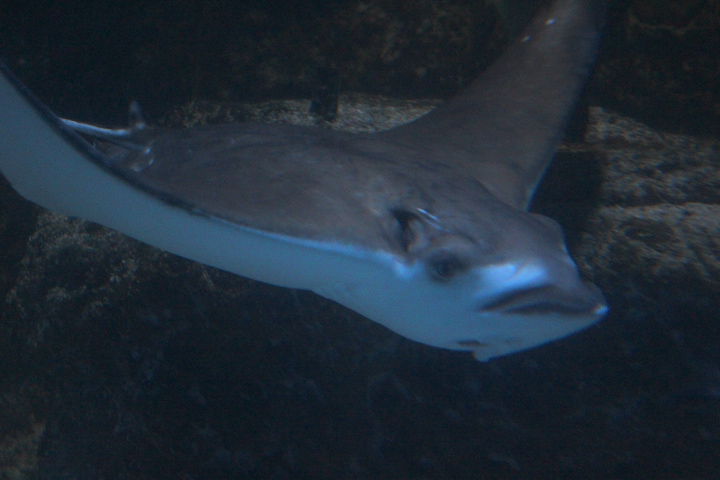 Ocellated eagle ray (Aetobatus ocellatus)