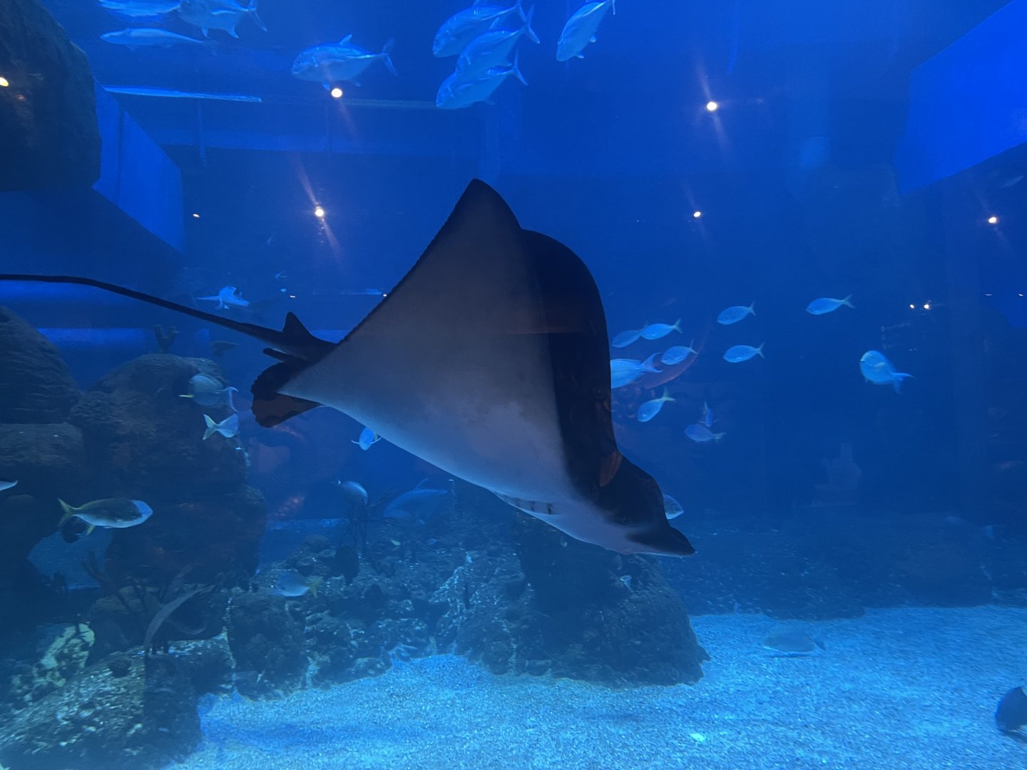 ocellated eagle ray (aetobatus ocellatus)