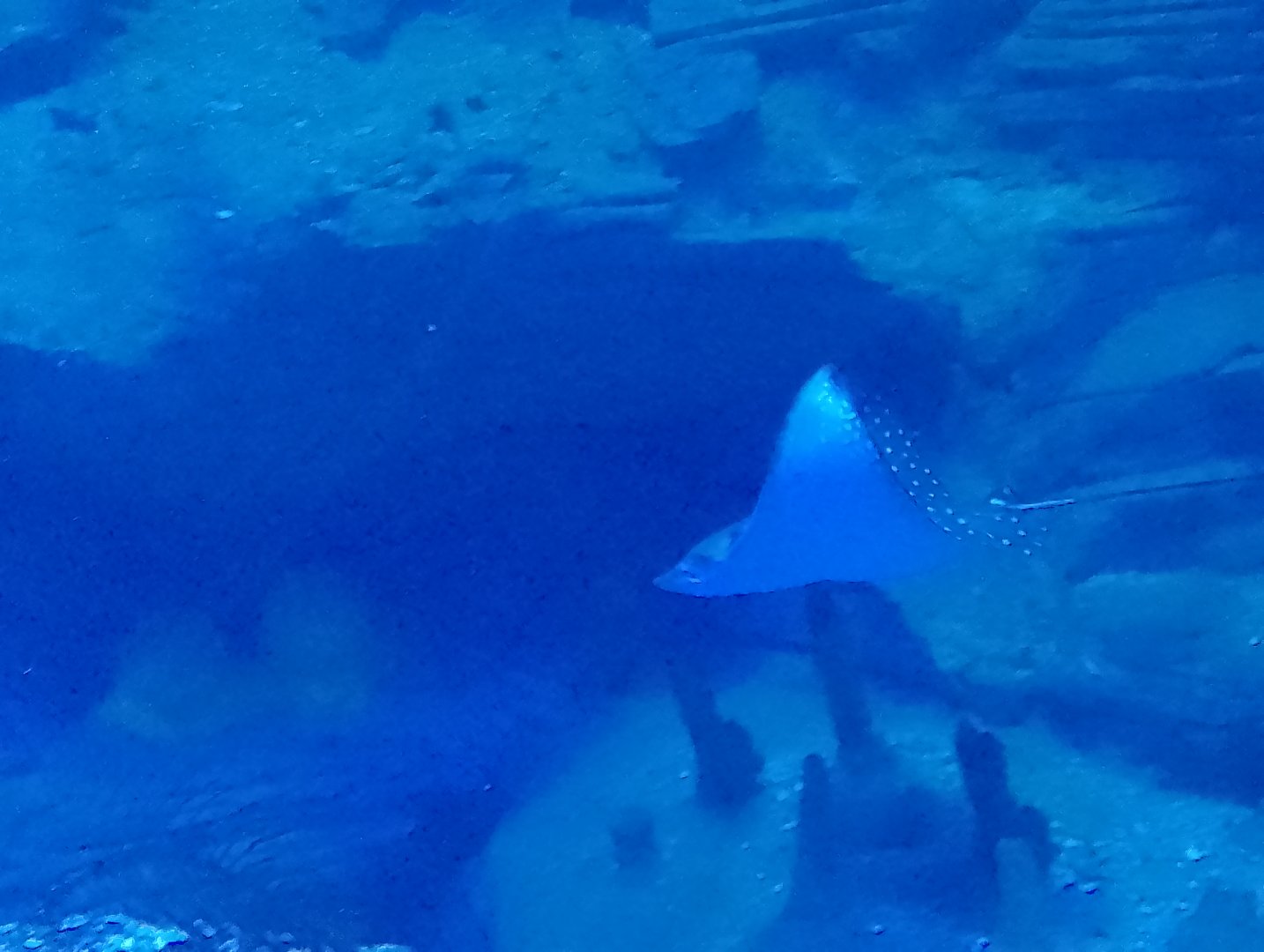 Ocellated eagle ray
