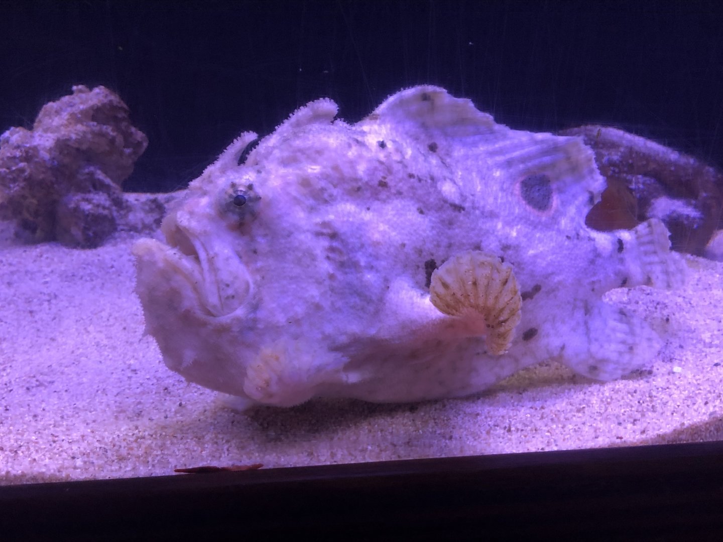 Ocellated frogfish (Parque Marino del Pacifico)