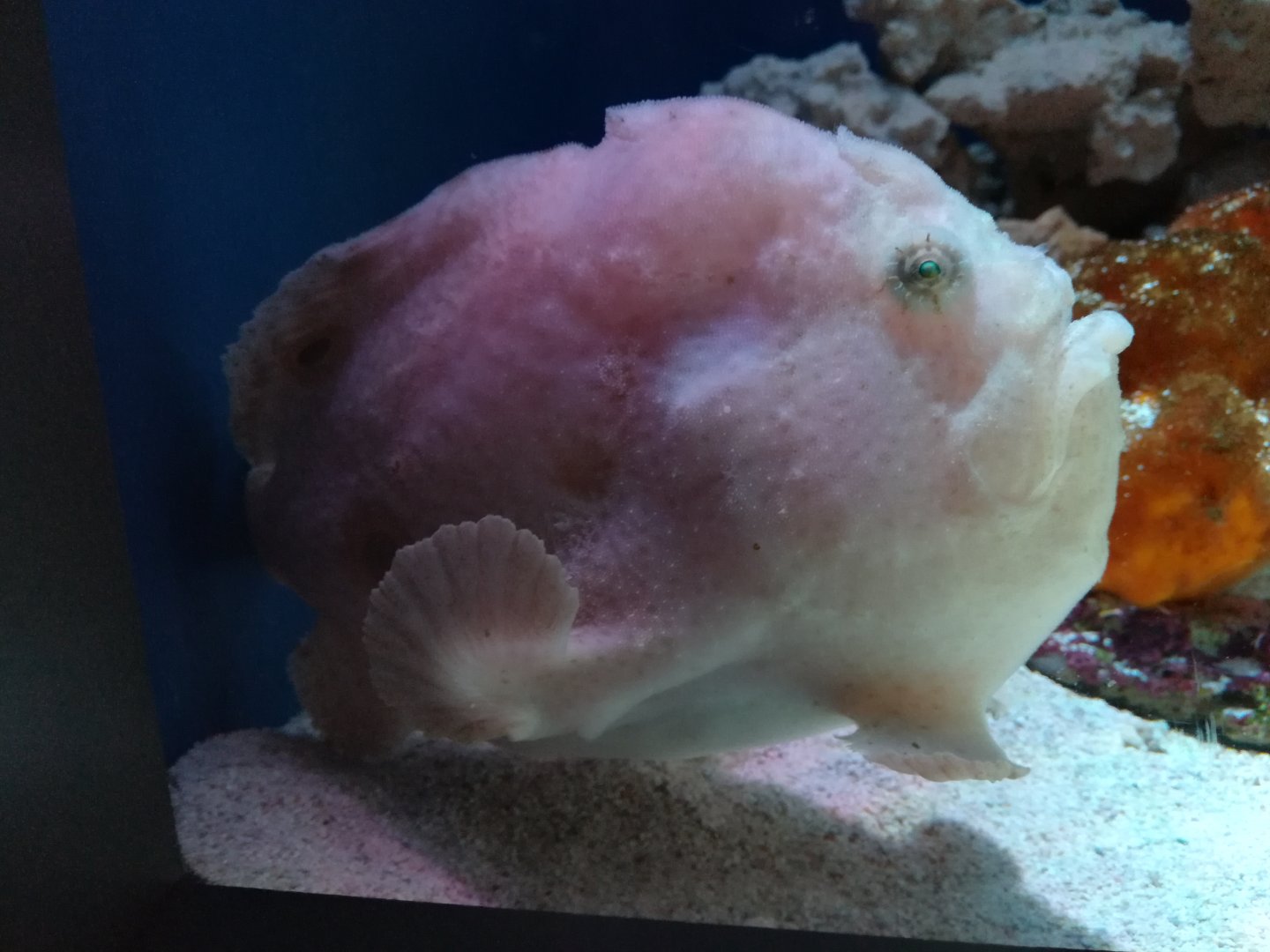 Ocellated frogfish