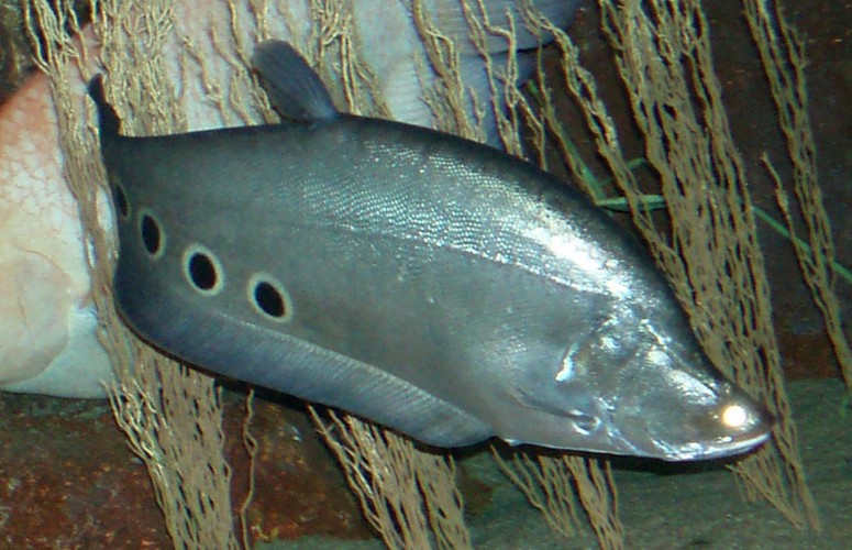 Ocellated Knifefish (Chitala chitala)