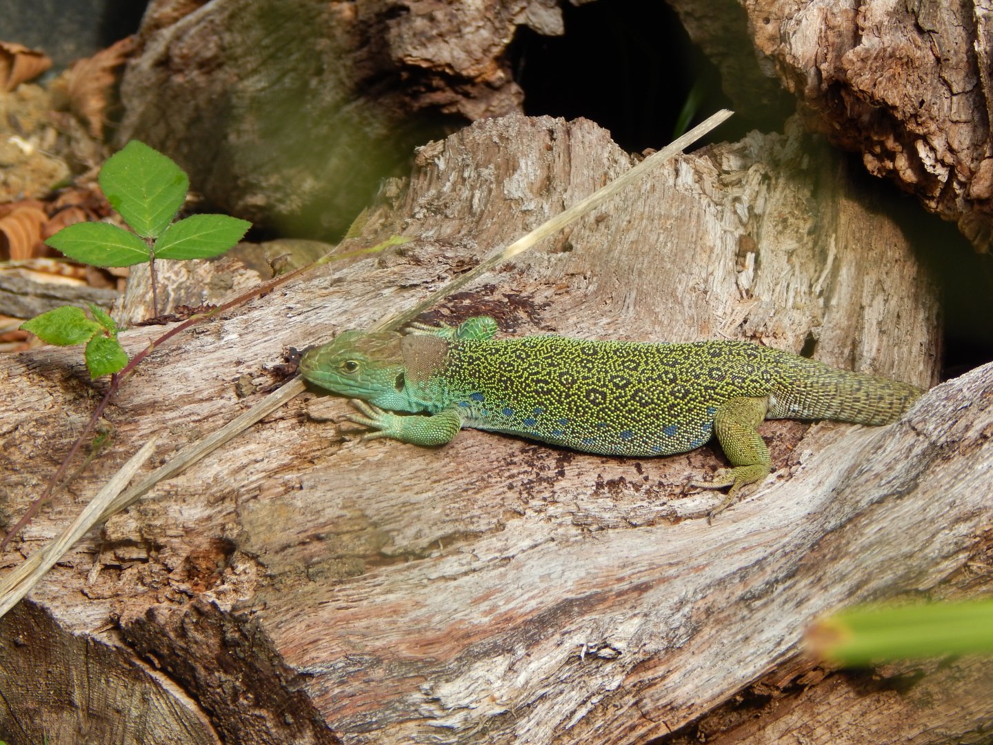 Ocellated lizard 030924
