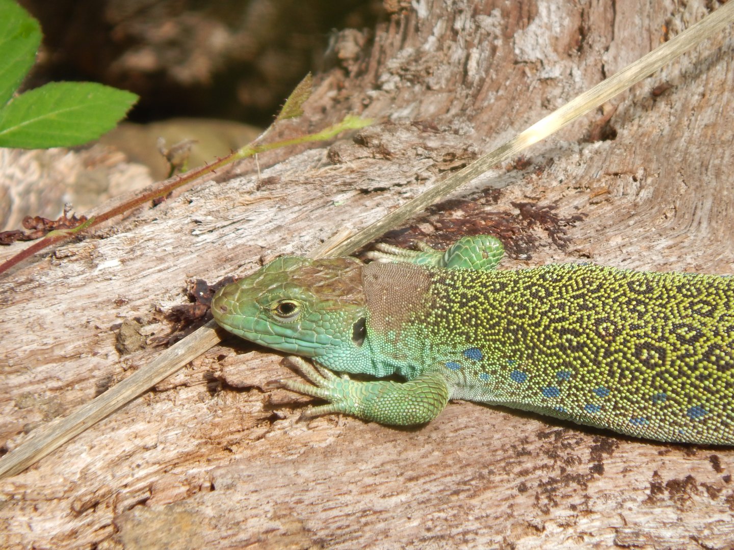 Ocellated lizard 030924