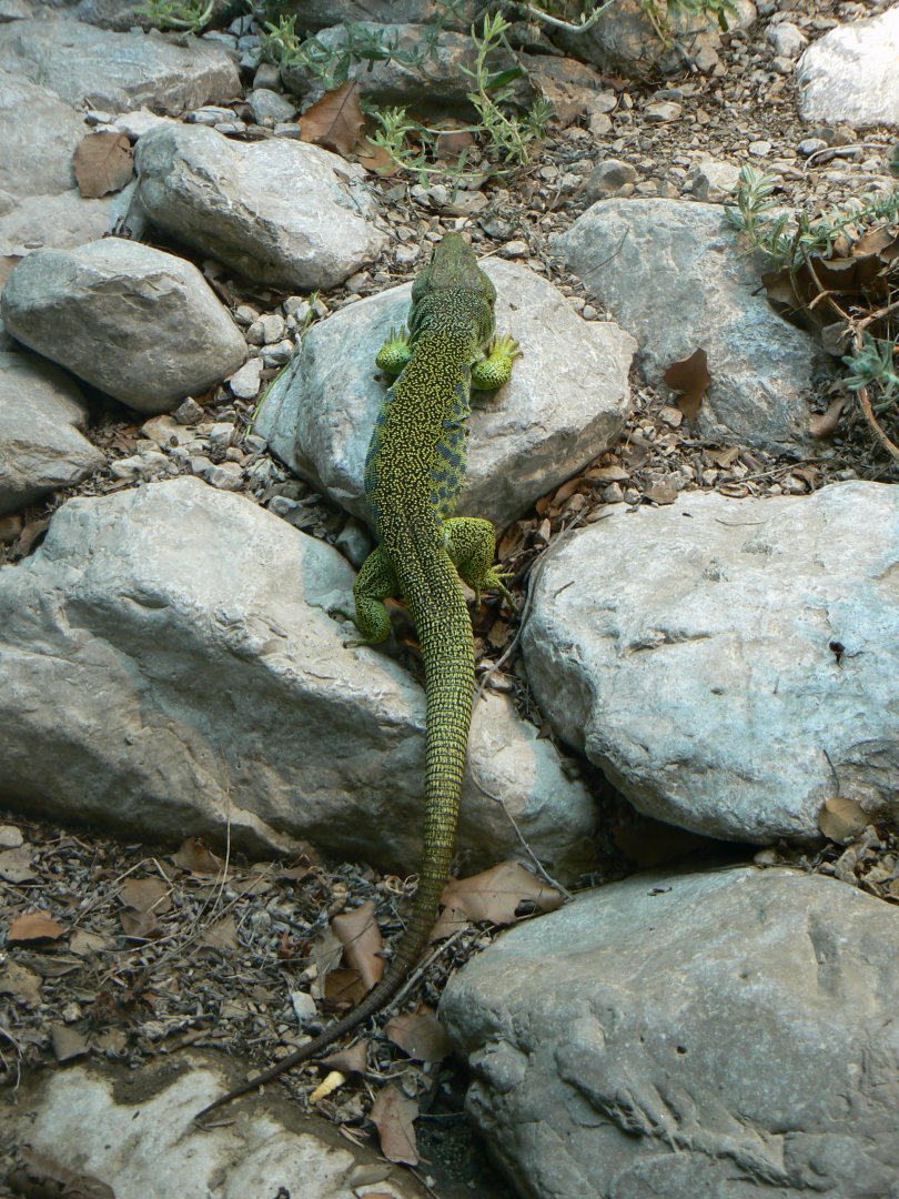 Ocellated Lizard - 4 June 2019
