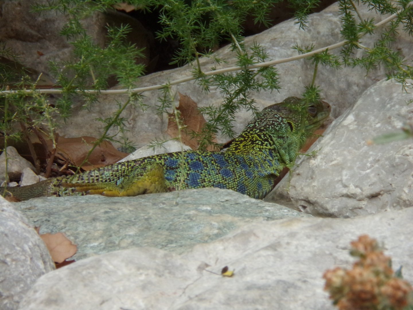 Ocellated lizard 9.7.25