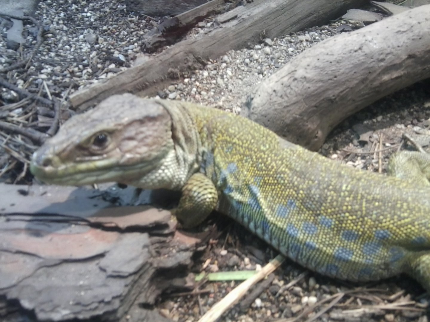 Ocellated lizard (after ID needed)