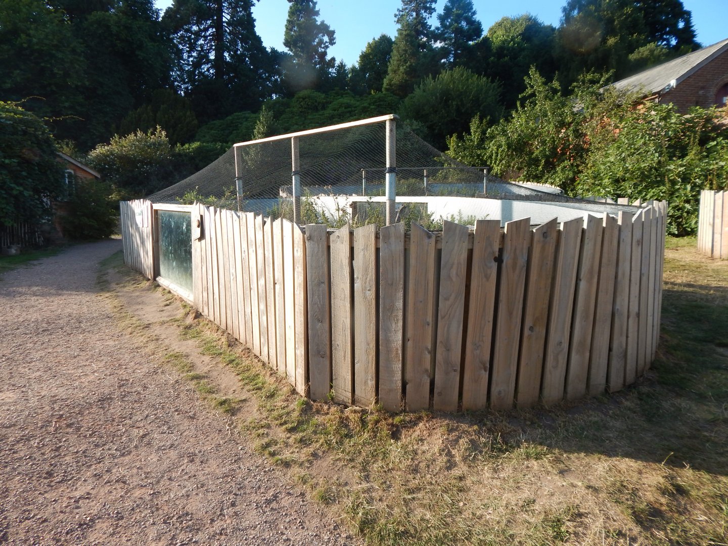 Ocellated lizard enclosure 020825