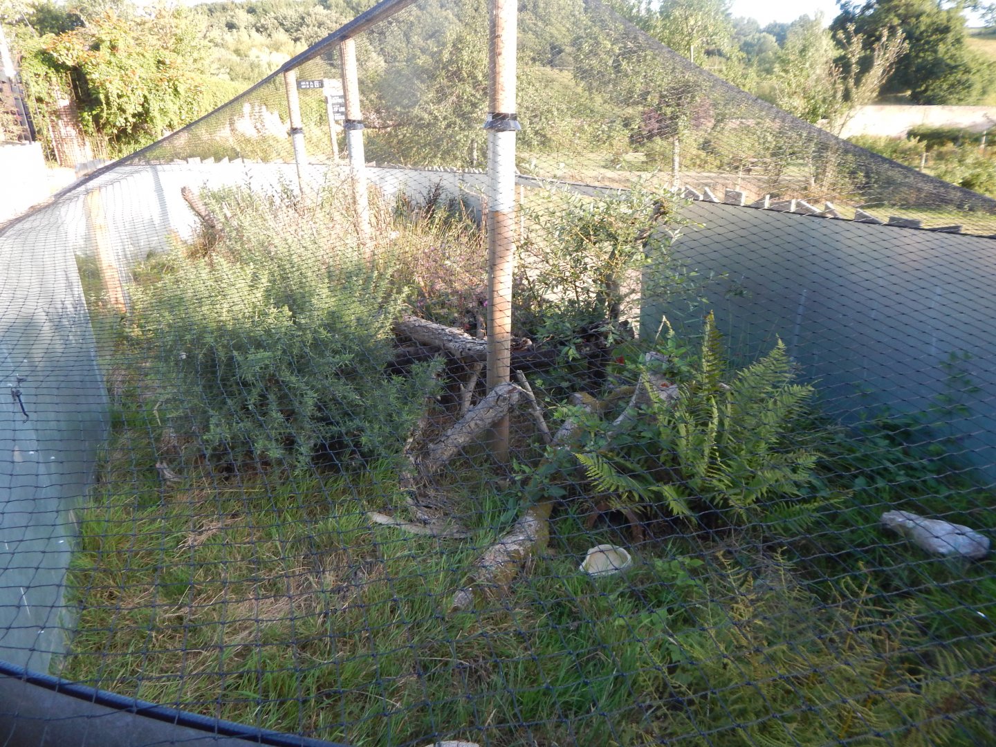 Ocellated lizard enclosure 020825