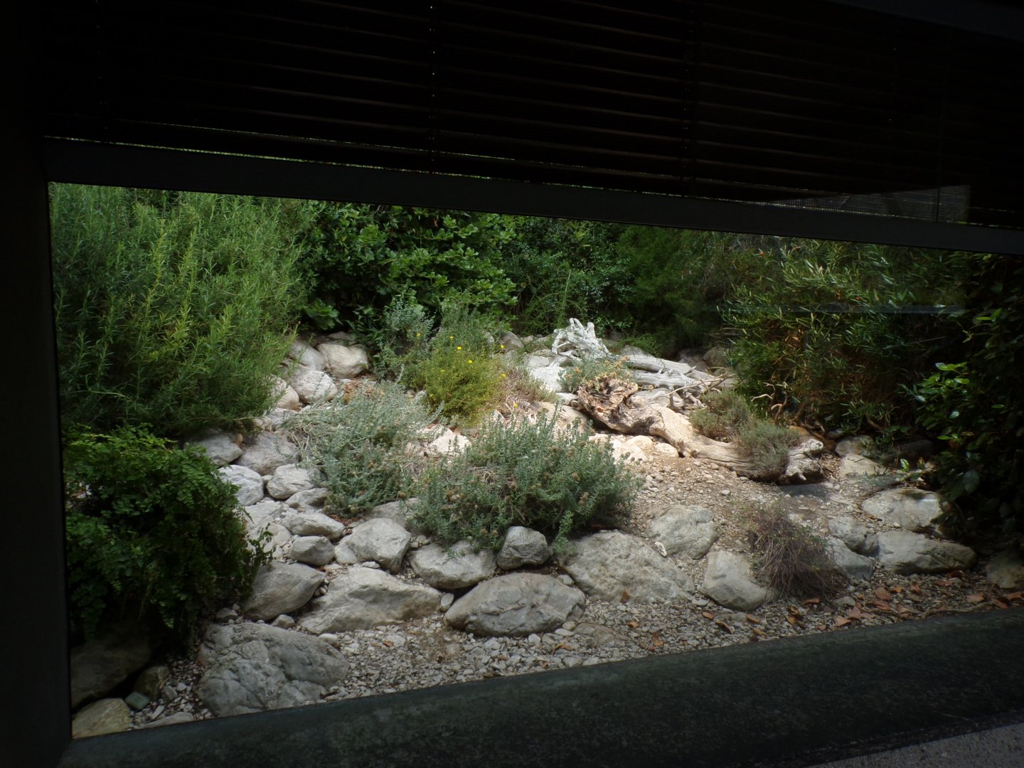 Ocellated lizard enclosure 9.7.25