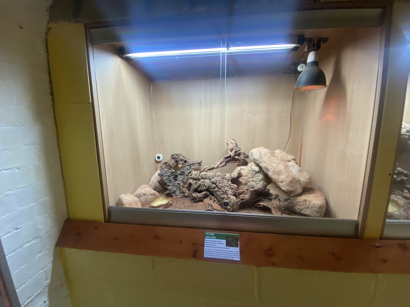 Ocellated lizard exhibit - IOW Reptilarium 150923