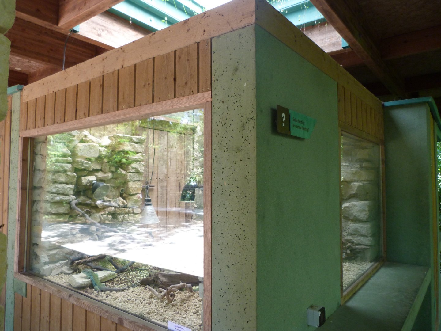 Ocellated lizard exhibit -Zoodyssée (2025)