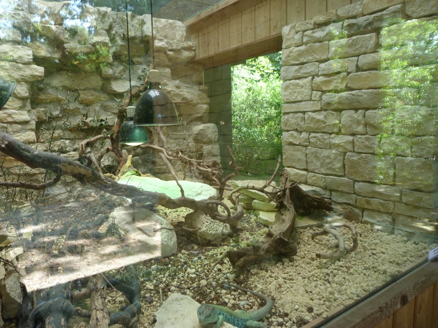 Ocellated lizard exhibit -Zoodyssée (2025)