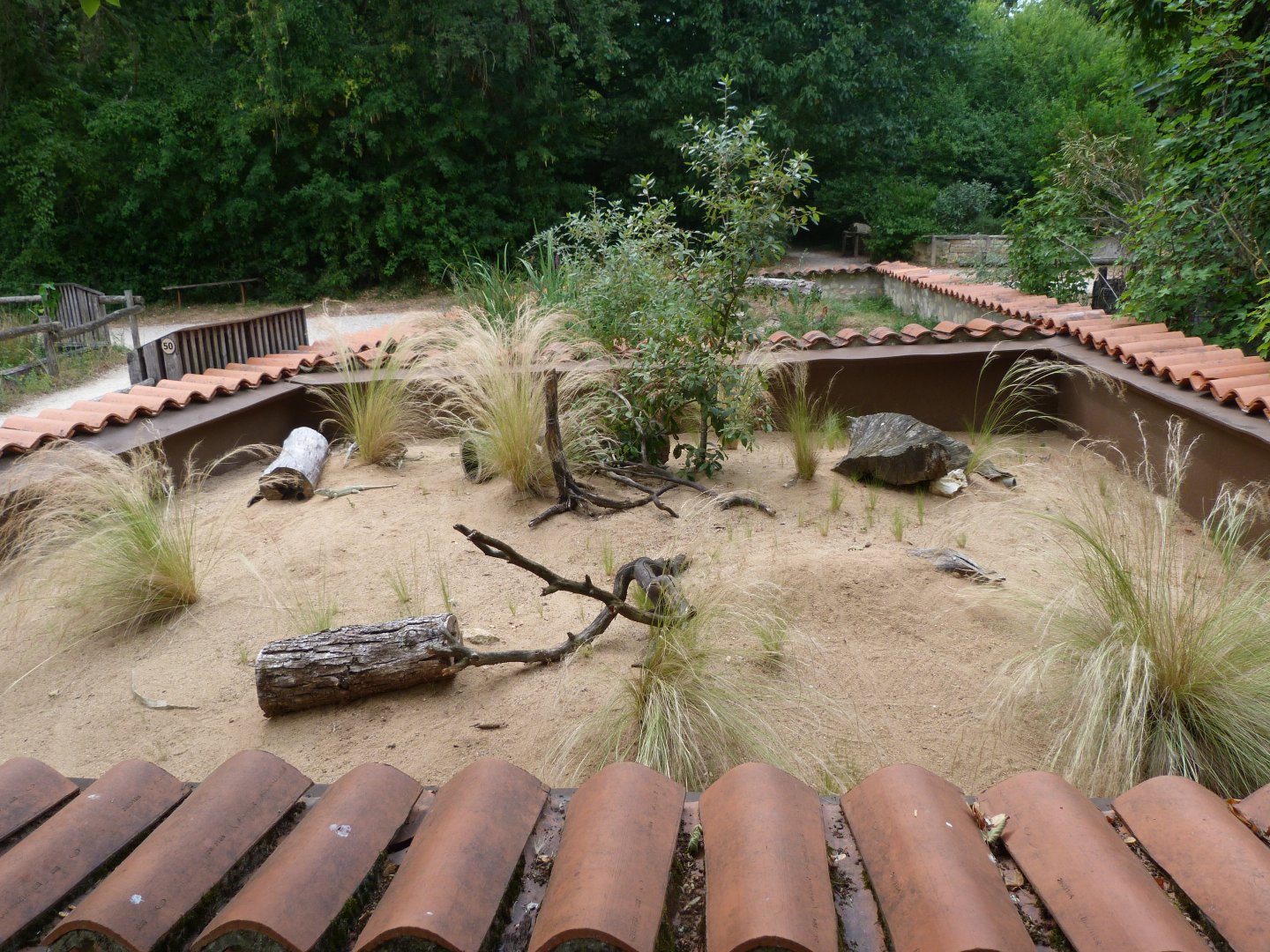 Ocellated lizard exhibit -Zoodyssée (2025)