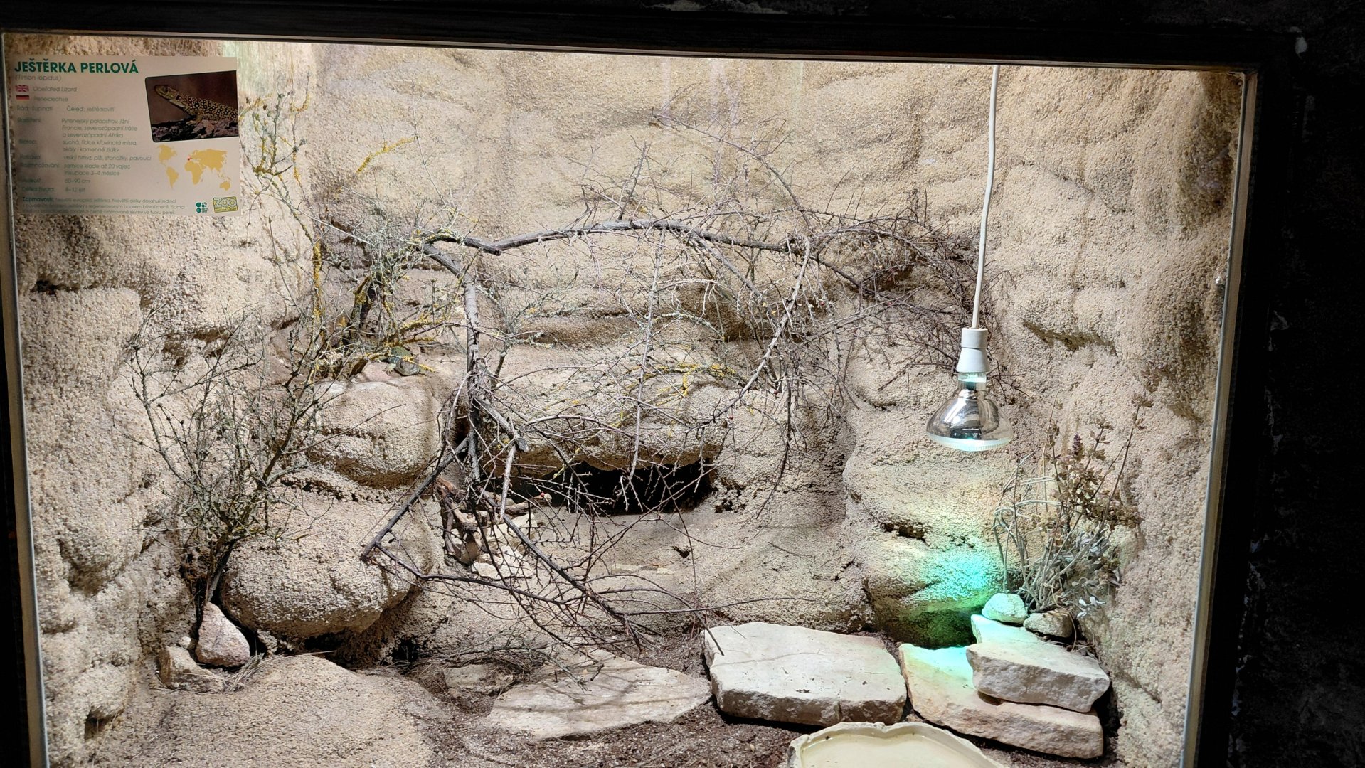 Ocellated lizard exhibit
