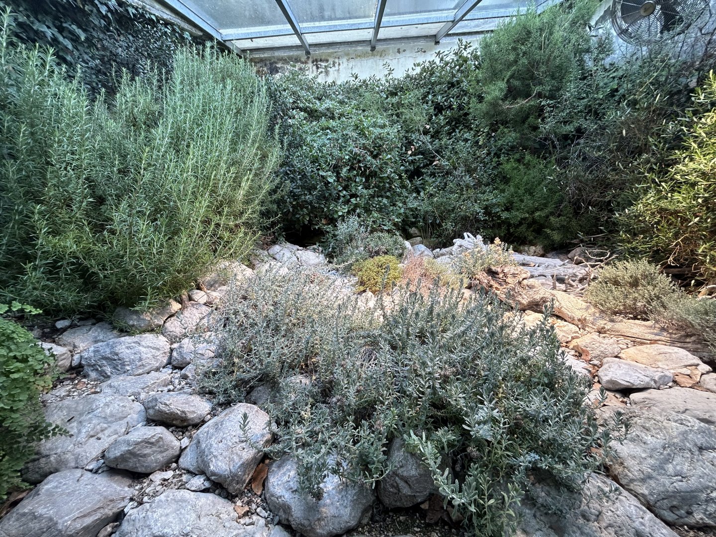 Ocellated Lizard Exhibit