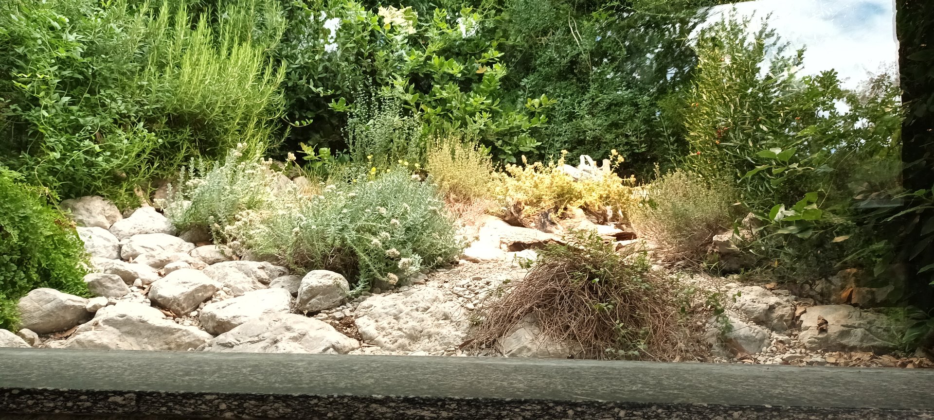 Ocellated Lizard Habitat