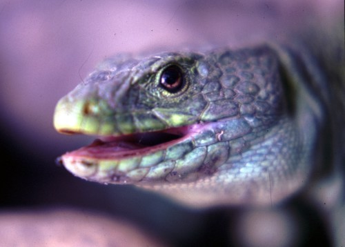 Ocellated lizard (Lacerta (Timon) lepida)