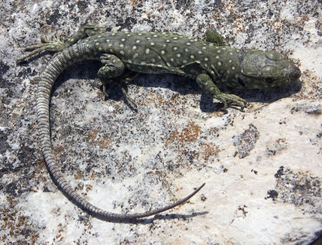 Ocellated lizard (Lacerta (Timon) lepida)