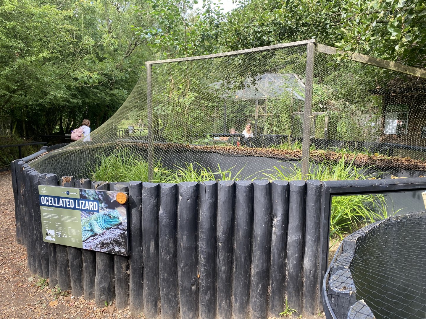 Ocellated lizard outdoors exhibit 030924