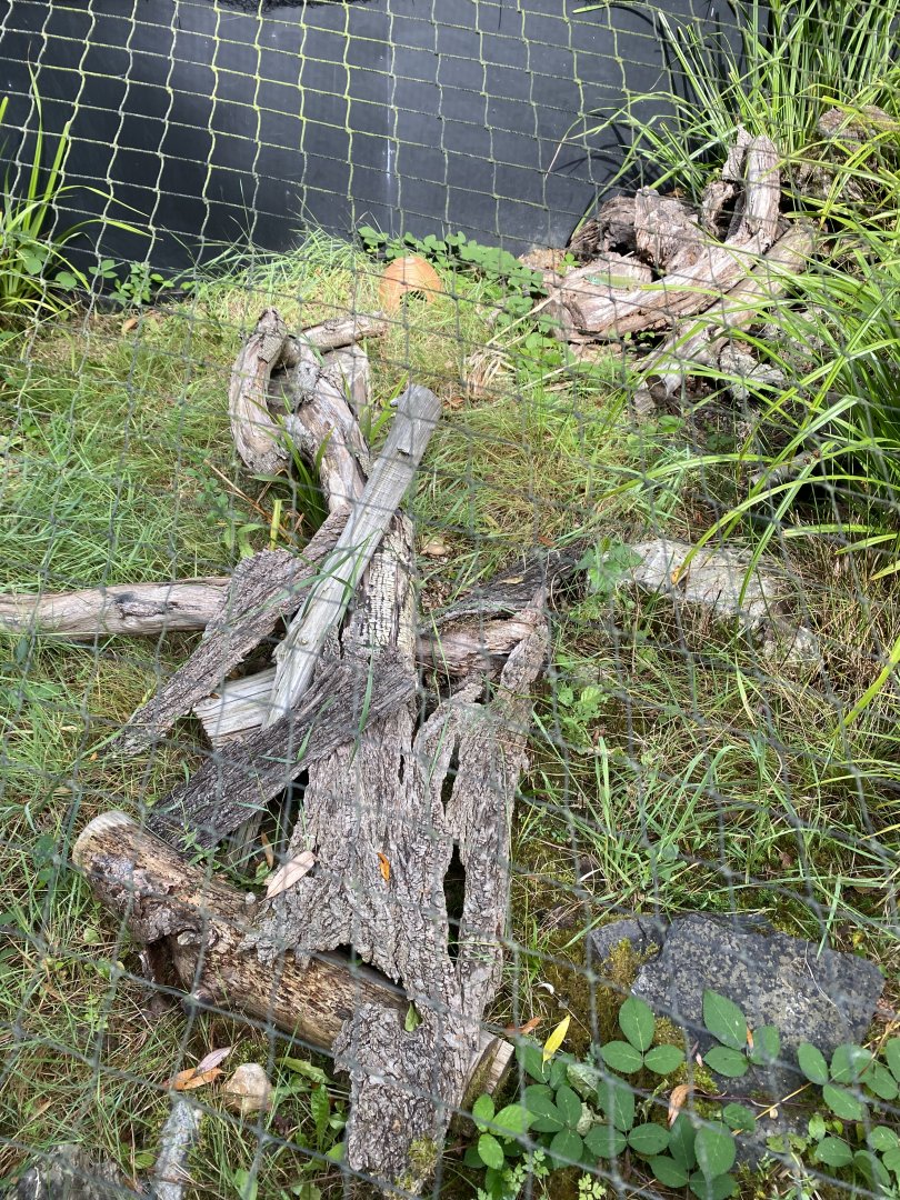 Ocellated lizard outdoors exhibit 030924