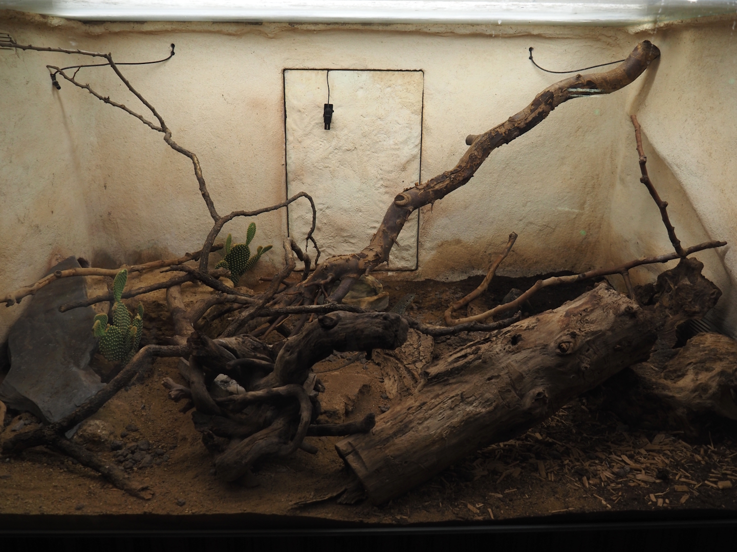 Ocellated lizard terrarium, 2024-07-28