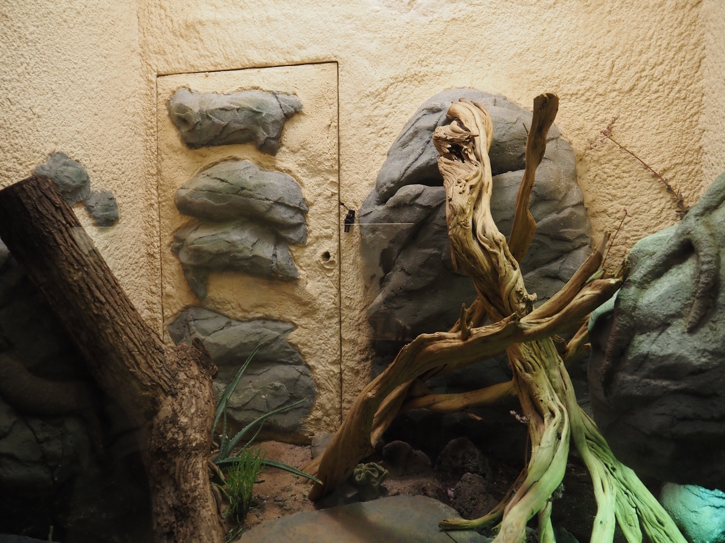 Ocellated lizard terrarium, 2025-03-16