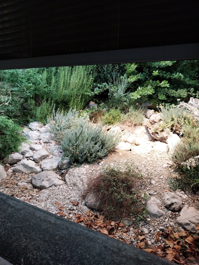 Ocellated lizard terrarium