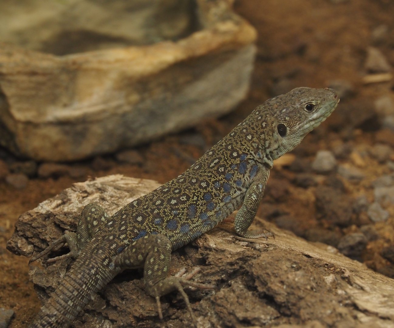 Ocellated lizard (Timon lepidus),  2024-07-28