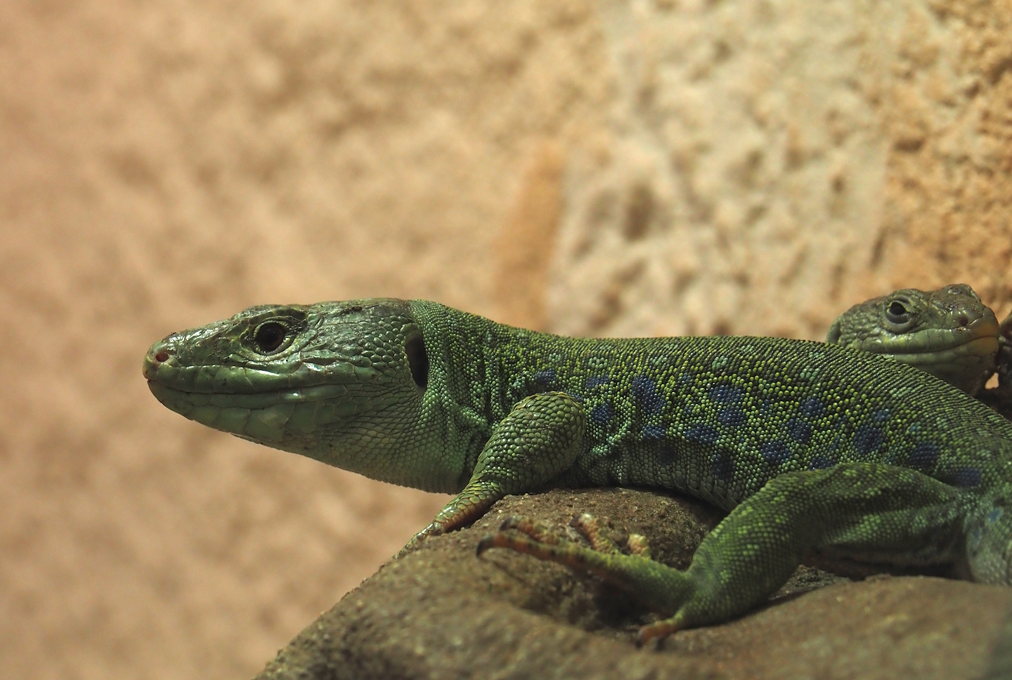 Ocellated lizard (Timon lepidus), 2025-03-16