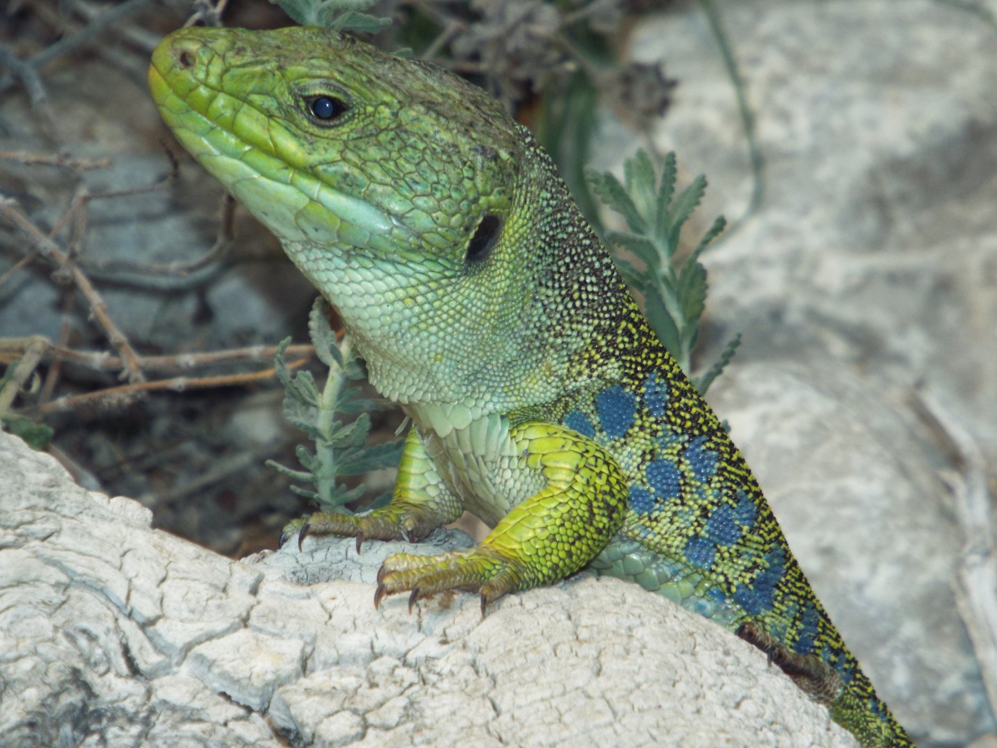 Ocellated Lizard (Timon lepidus) at Alpenzoo Innsbruck - April 11 2015