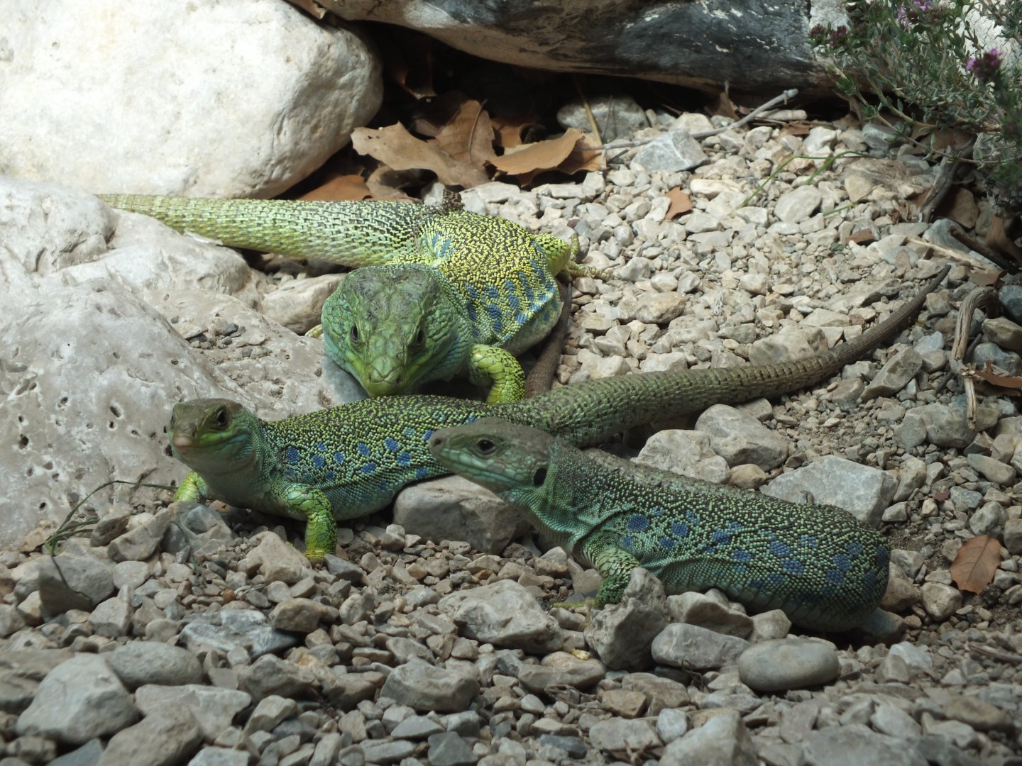 Ocellated Lizard (Timon lepidus) at Alpenzoo Innsbruck - April 11 2015