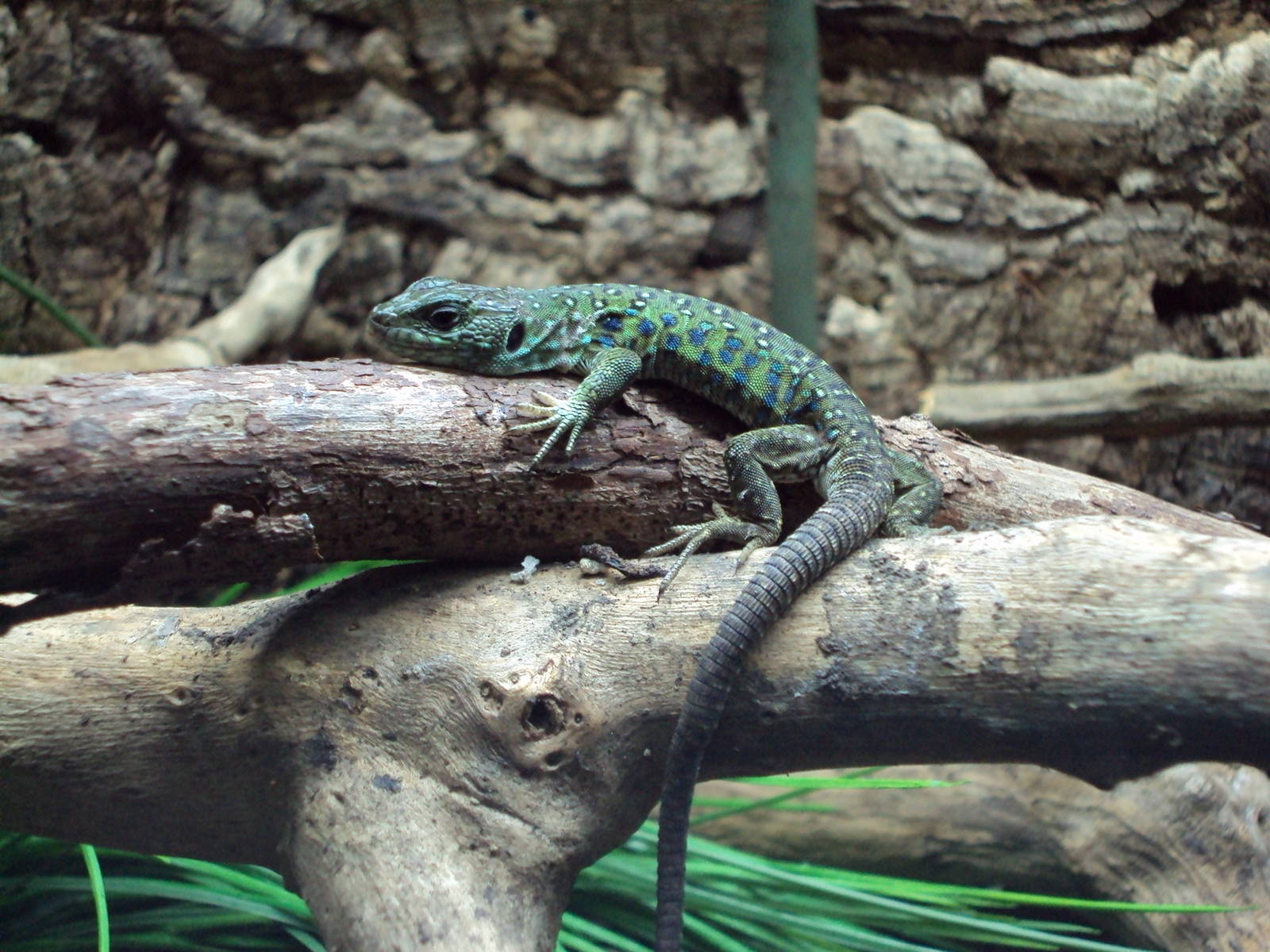 Ocellated Lizard (Timon lepidus)