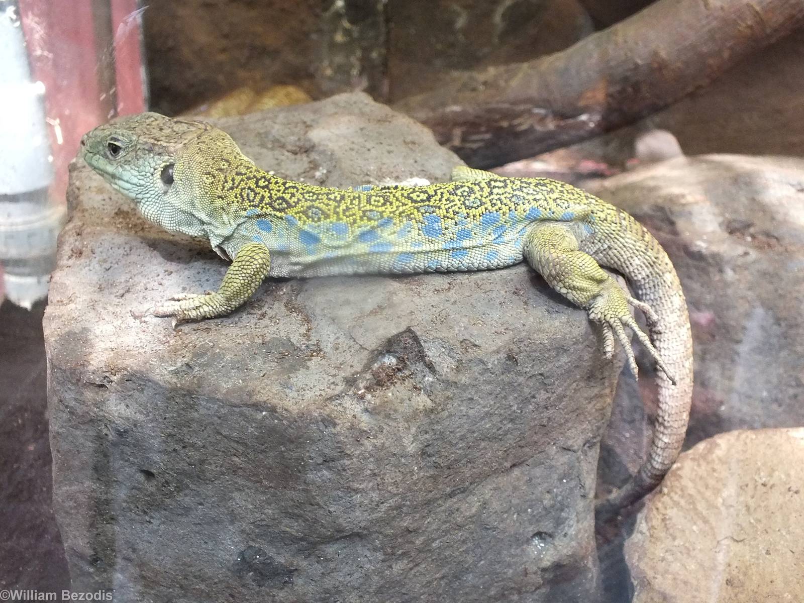 Ocellated Lizard (Timon lepidus)