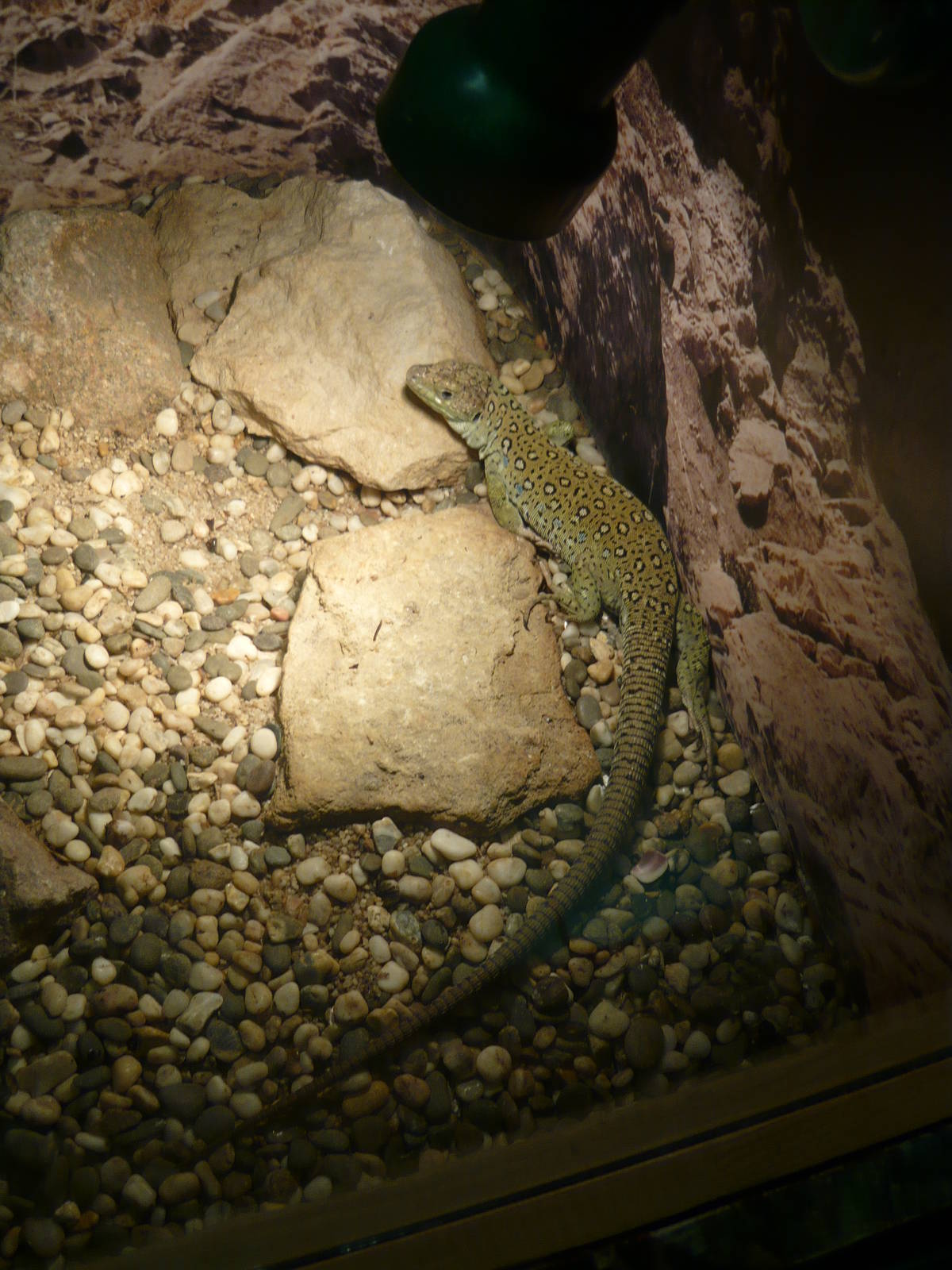 Ocellated lizard (Timon lepidus)