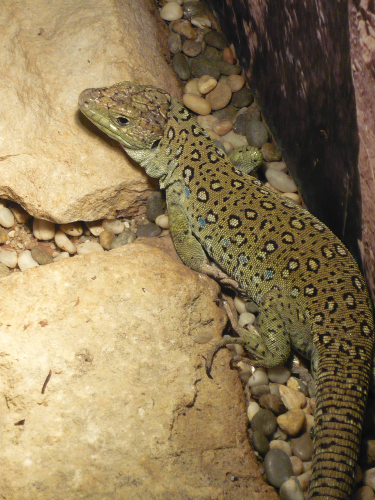 Ocellated lizard (Timon lepidus)