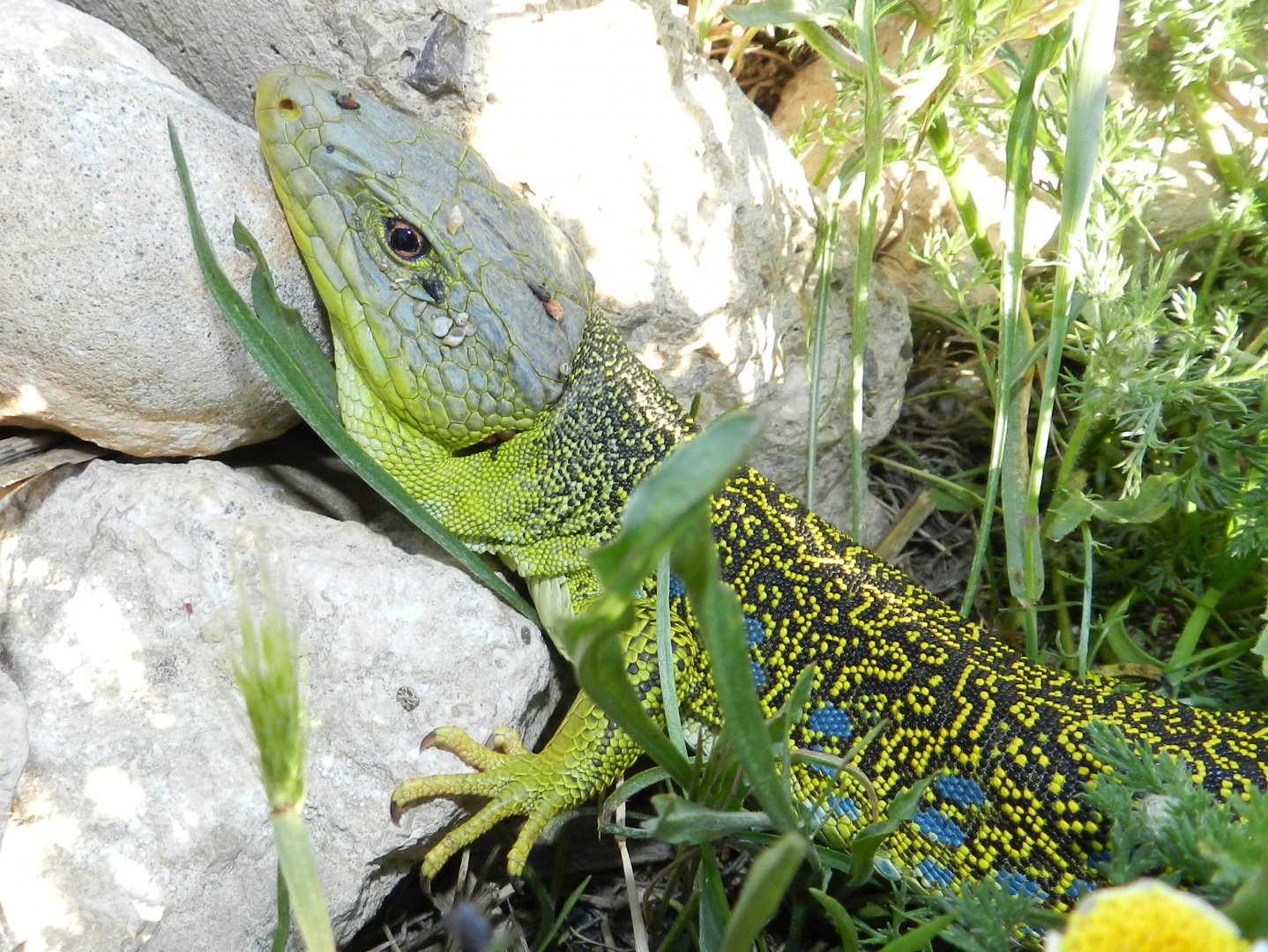 Ocellated Lizard, Timon lepidus