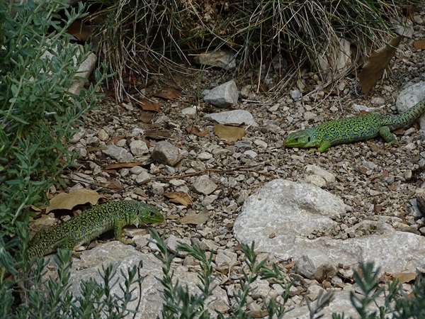 Ocellated lizard (Timon lepidus)