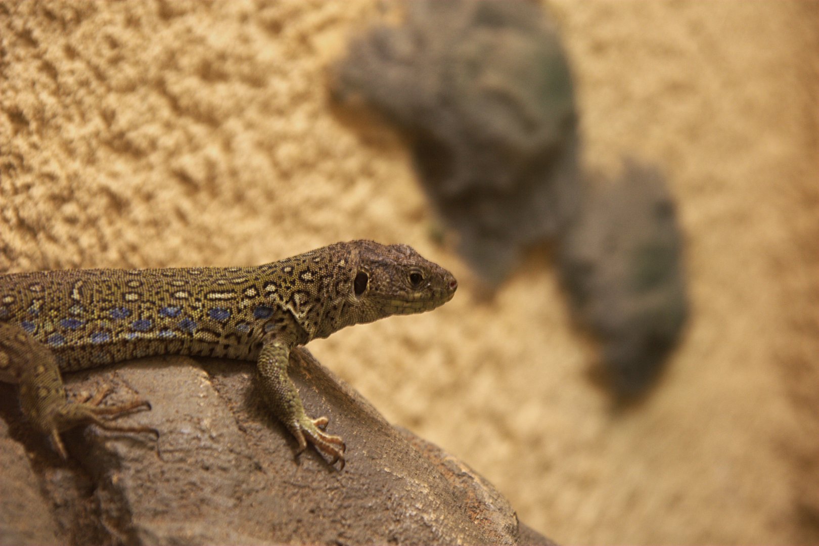 Ocellated Lizard (Timon lepidus)