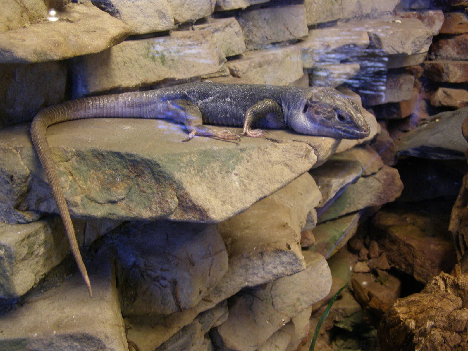 ocellated lizard (Timon pater)